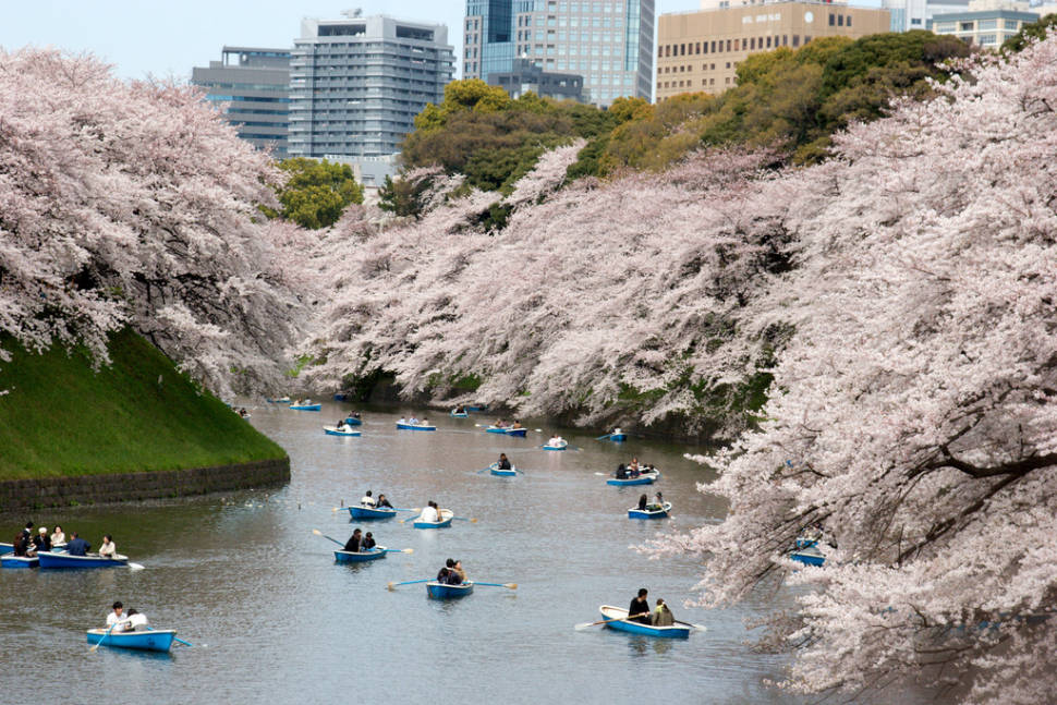 Best time to see Hanami Season in Japan