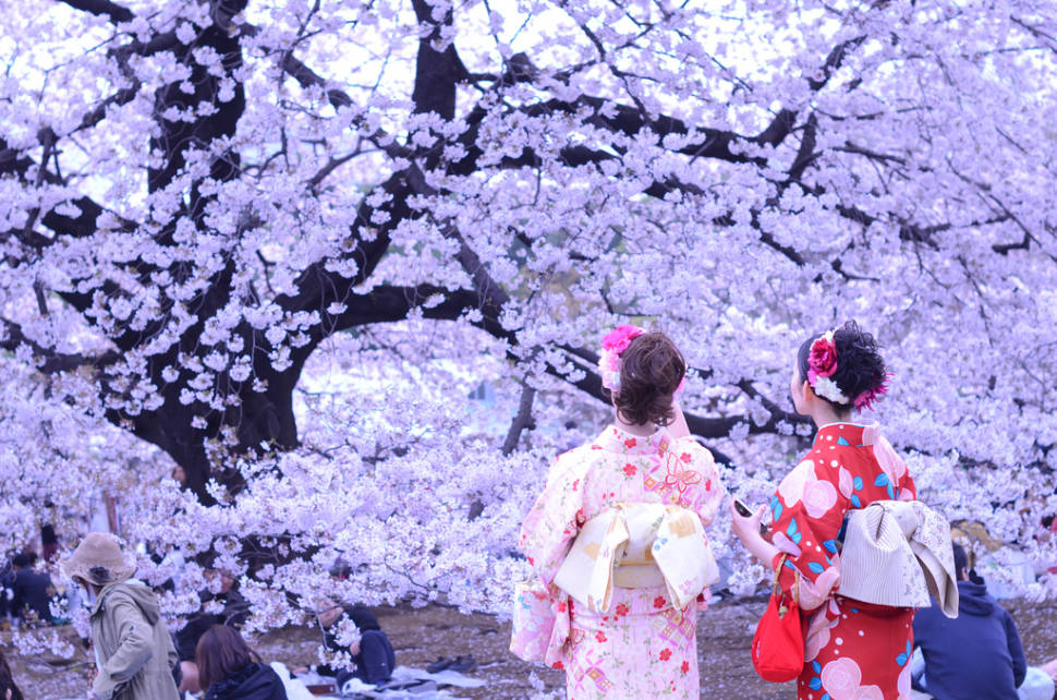 Hanami Season in Japan - Best Time