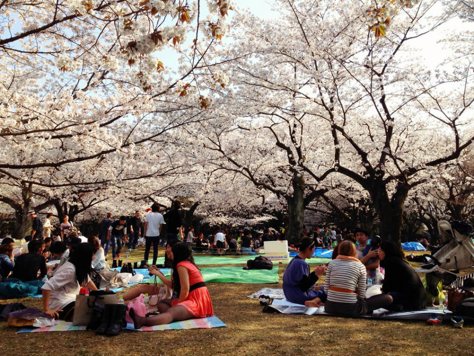 Hanami Season in Japan - Best Season