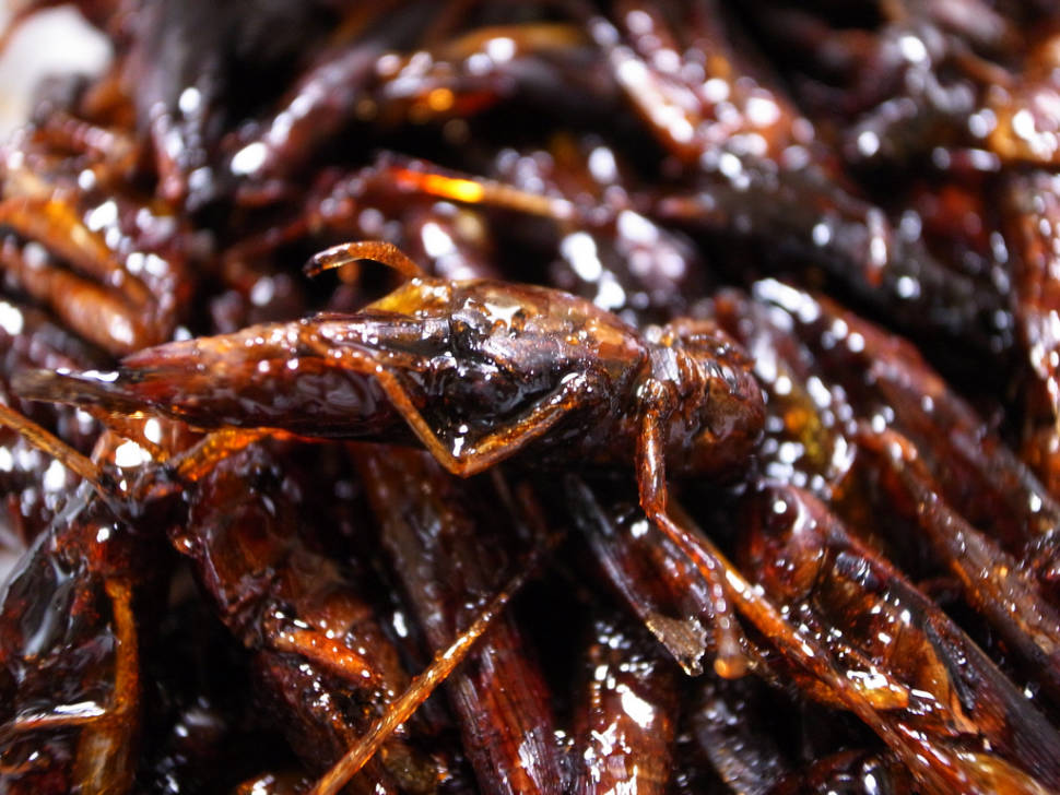 Inago in Japan - Best Season