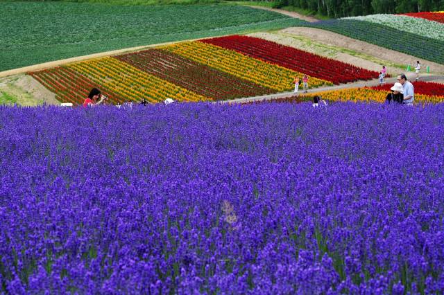 Best time for Lavender in Japan