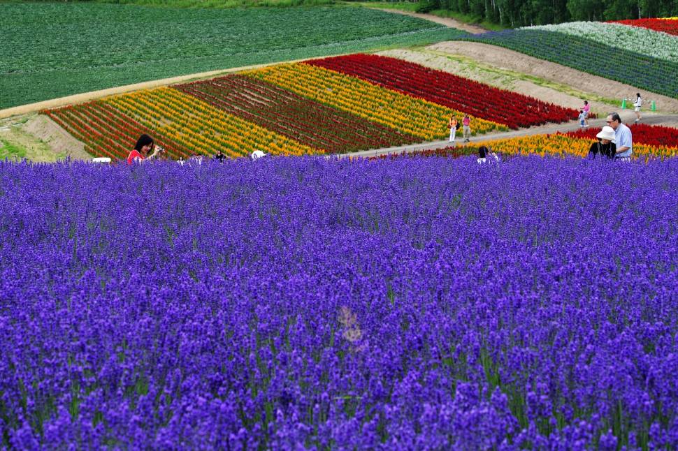 Best time for Lavender in Japan