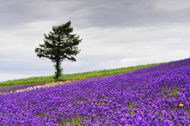 Lavender in Japan - Best Season