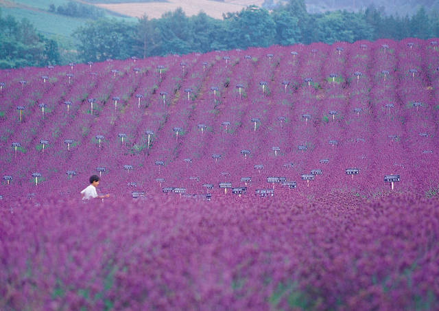 Lavender in Japan - Best Time