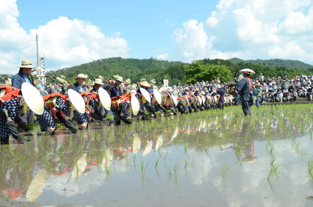 Best time for Mibu no Hana Taue in Japan