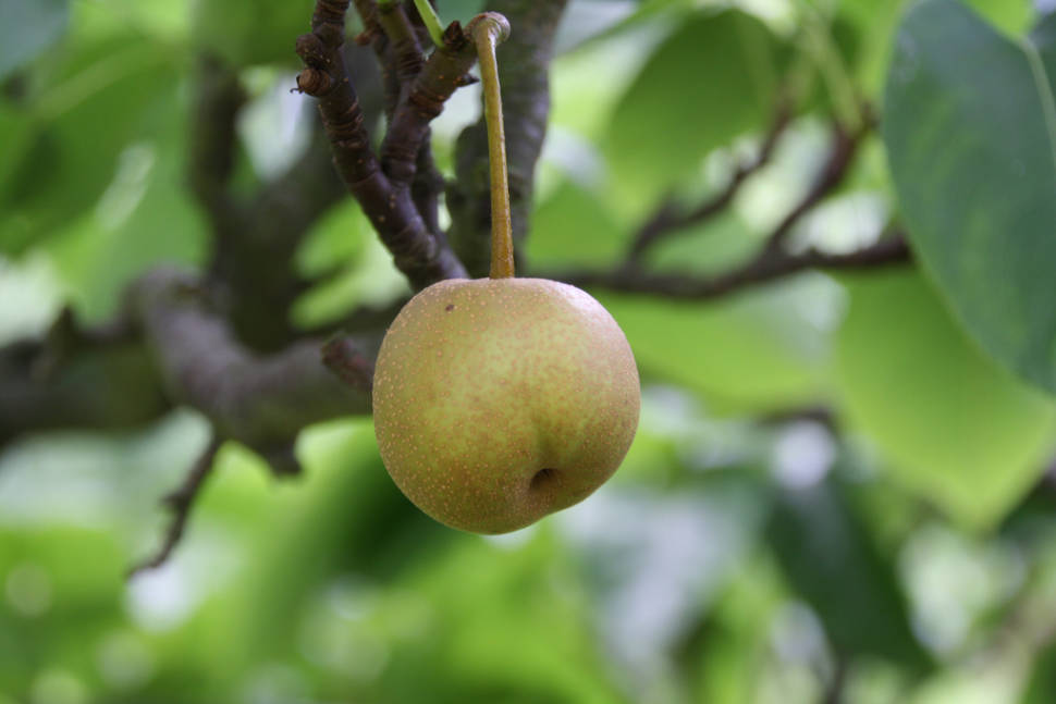 Nashi Pears in Japan - Best Season