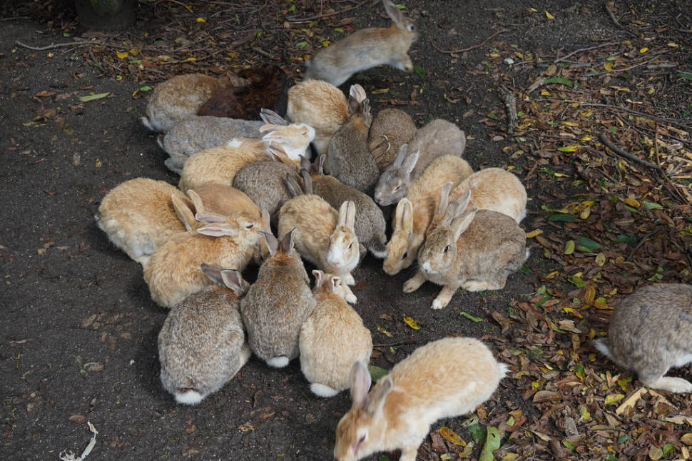 Okunoshima (Rabbit Island) in Japan - Best Time