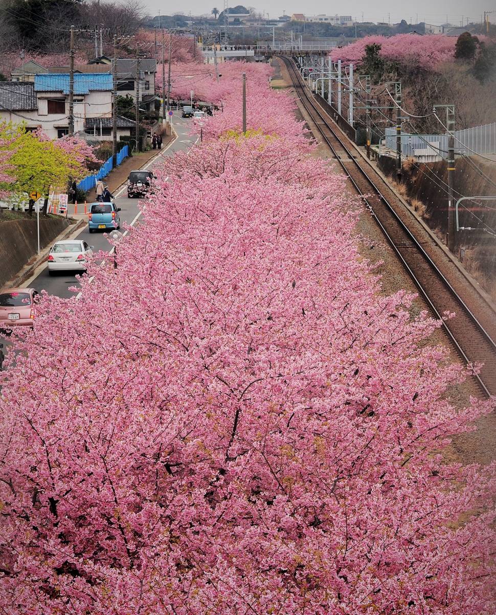 Best time for Cherry Blossoms in Japan