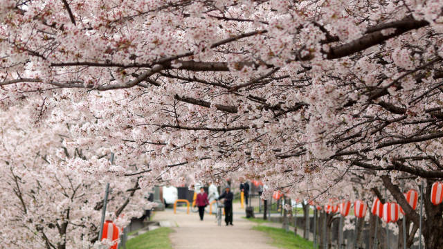 Cherry Blossoms in Japan - Best Season