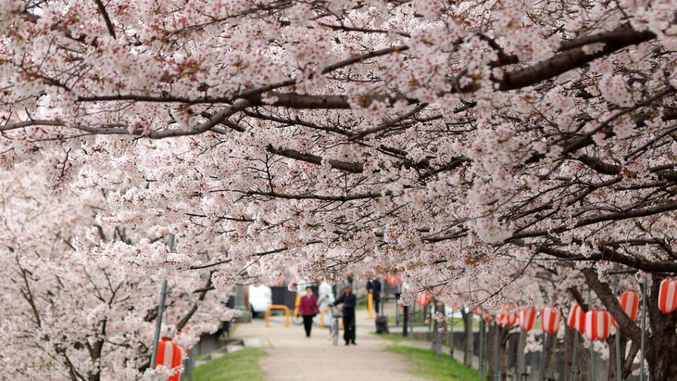 Cherry Blossoms in Japan - Best Season