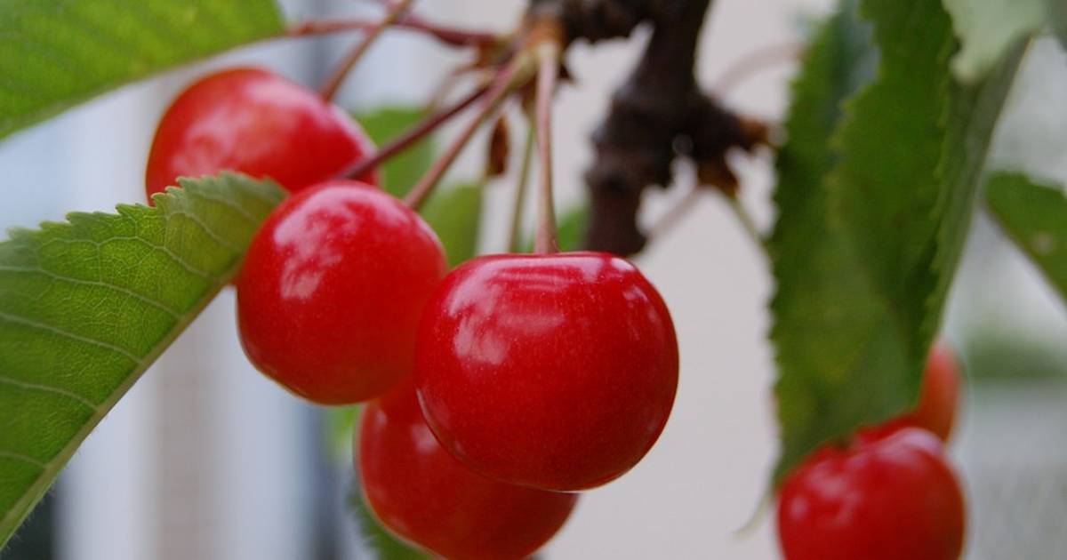 Satonishiki Cherries in Japan - Best Time