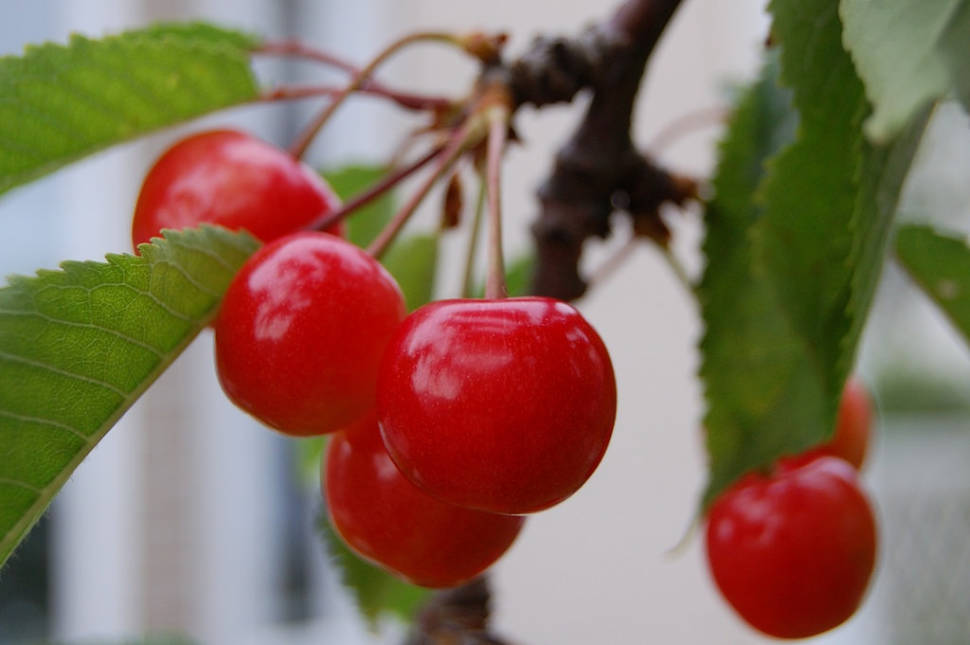 Satonishiki Cherries in Japan - Best Time