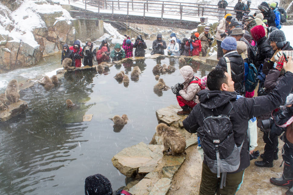 From one direction Kambayashi Onsen and it's snow monkey's looks peaceful and almost natural. From the other direction it looks like a hollywood red carpet event crowded by paparazzi.