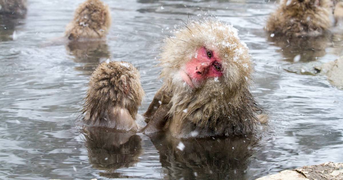 Snow Monkeys in Japan - Best Time