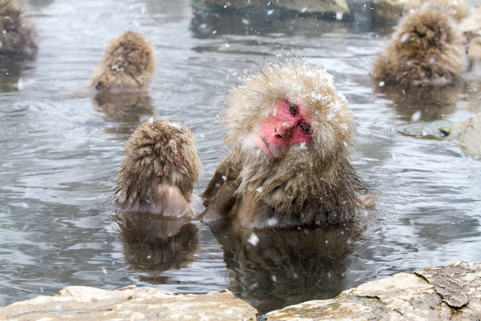 Snow Monkeys in Japan - Best Time