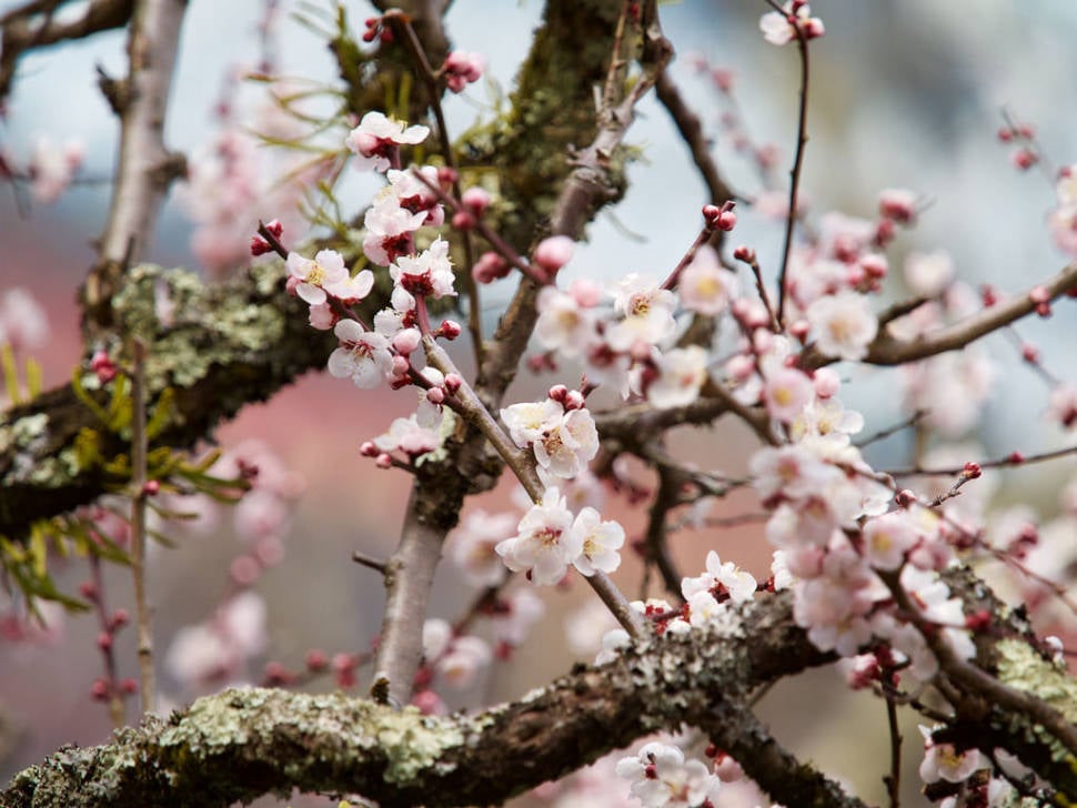Spring in Japan - Best Season