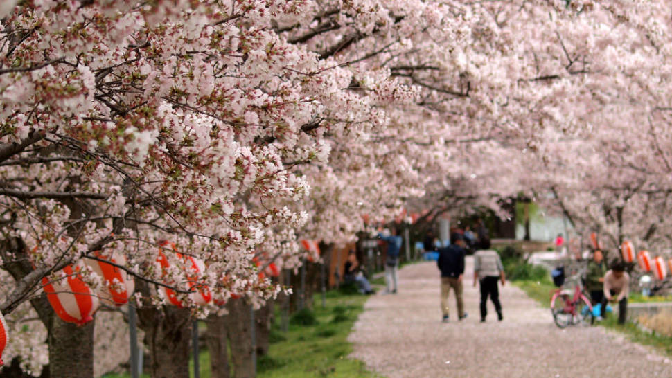 Spring in Japan - Best Time