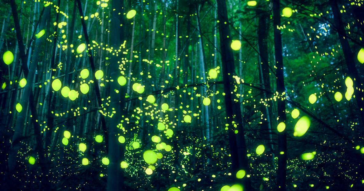 Synchronous Fireflies in Japan - Best Time