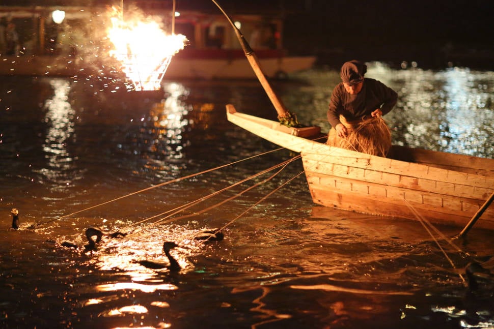 Best time for Cormorant Fishing in Japan