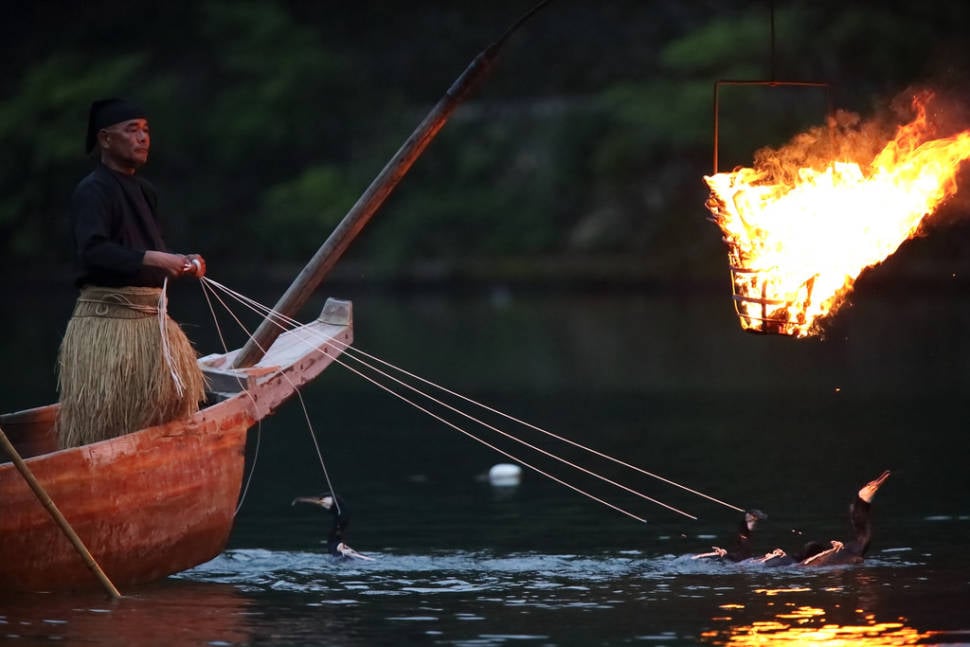 Cormorant Fishing in Japan - Best Season