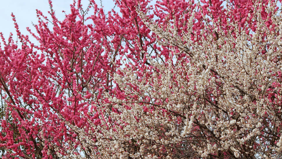Ume Blossom in Japan - Best Season