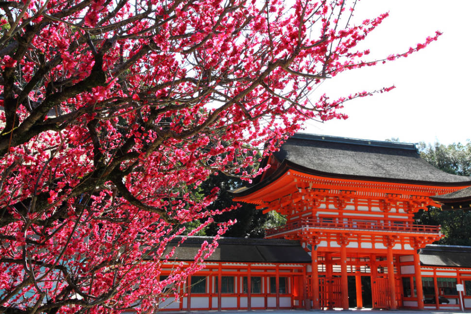Red Ume Blossoms and Traditional Red in Kyoto