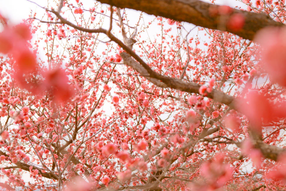 Ume Blossom in Japan - Best Time