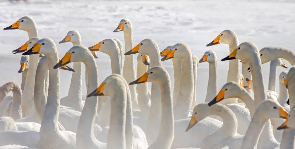 Best time for Whooper Swans at Lake Kussharo in Japan
