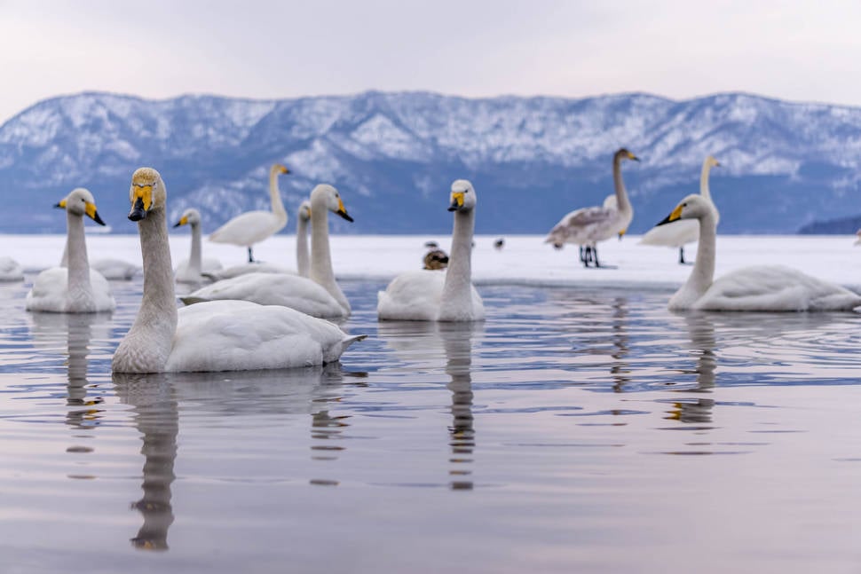 Best time to see Whooper Swans at Lake Kussharo in Japan