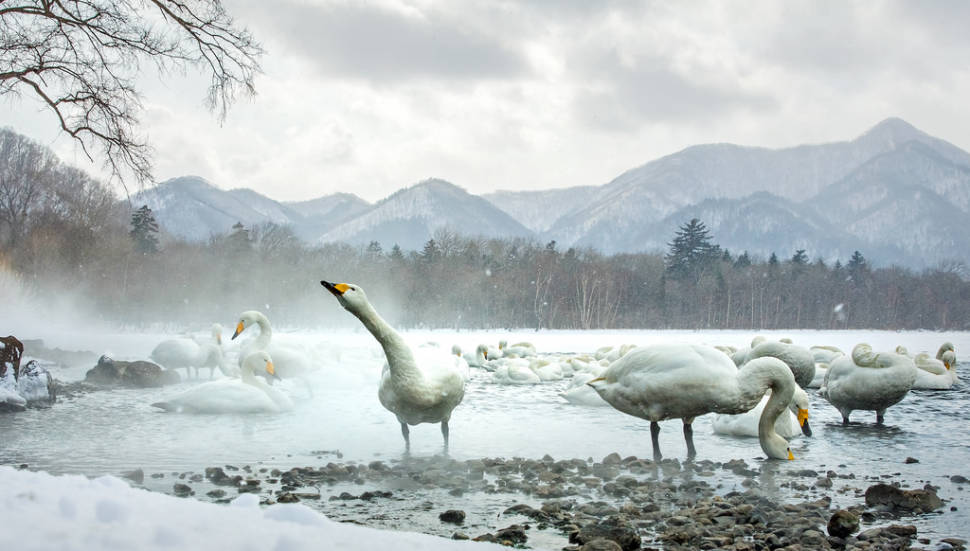 Whooper Swans at Lake Kussharo in Japan - Best Season