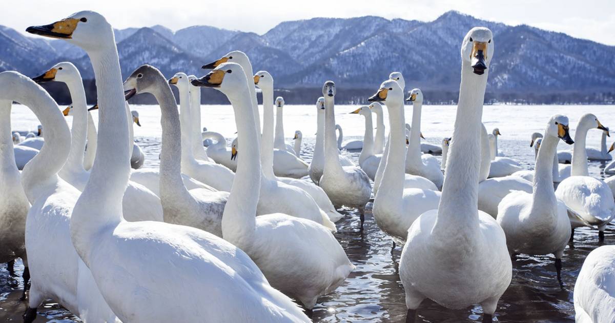 Whooper Swans at Lake Kussharo in Japan - Best Time
