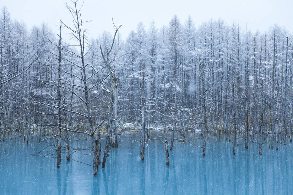 Winter Magic of Biei Blue Pond in Japan - Best Season