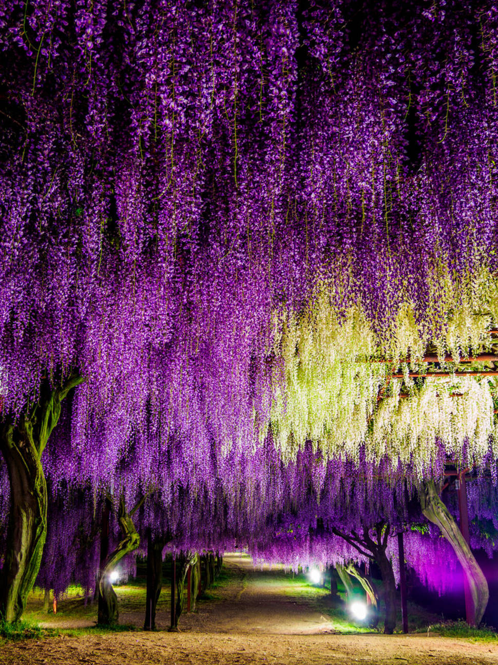 Best time to see Wisteria Tunnels in Japan