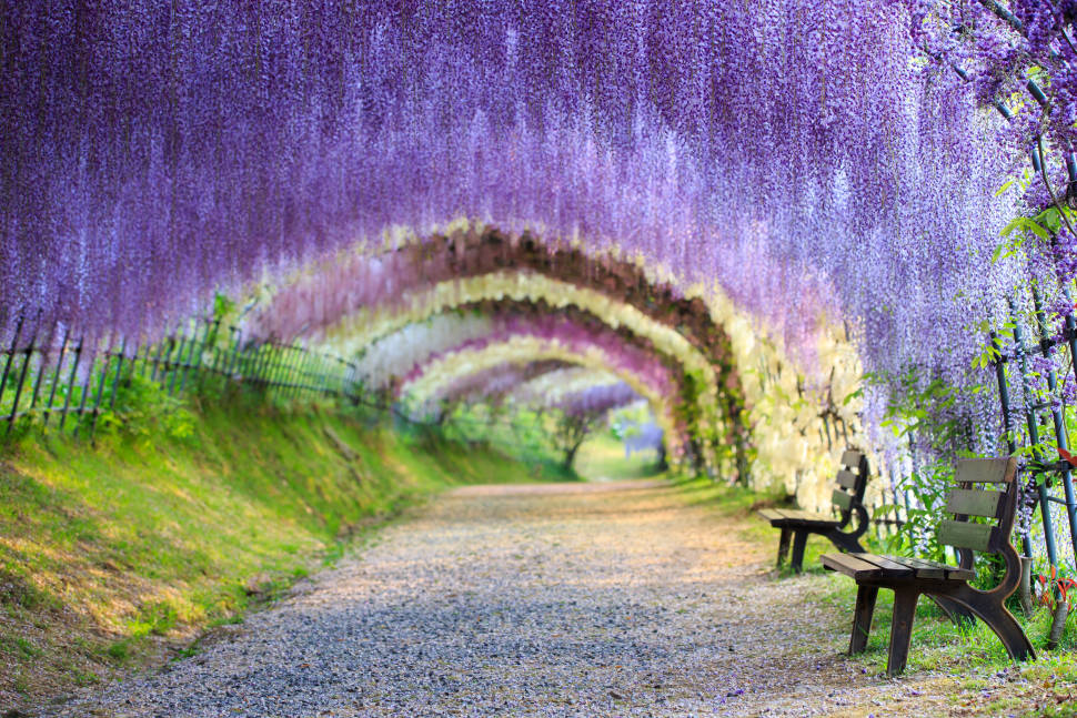 Wisteria Tunnels in Japan - Best Season