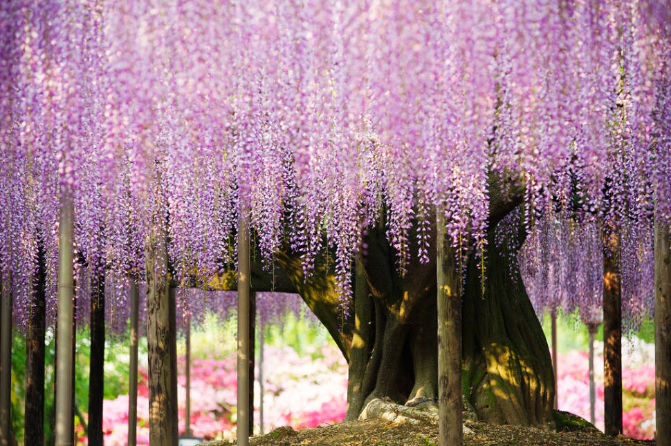 Best time for Wisteria Tunnels in Japan