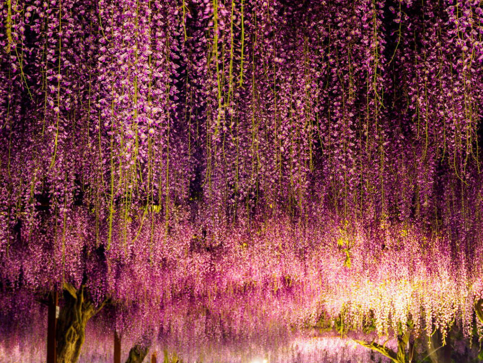 Best time for Wisteria Tunnels