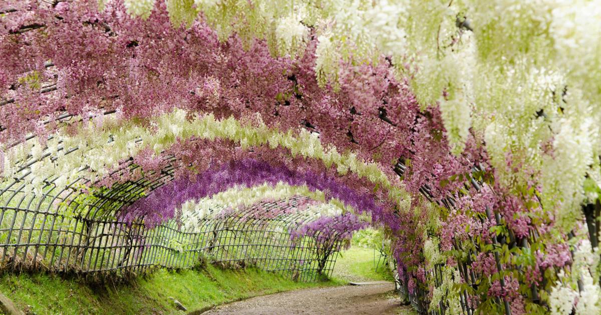 Wisteria Tunnels in Japan - Best Time