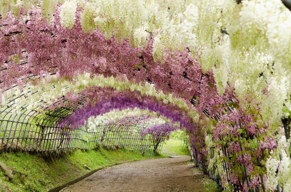 Wisteria Tunnels in Japan - Best Time
