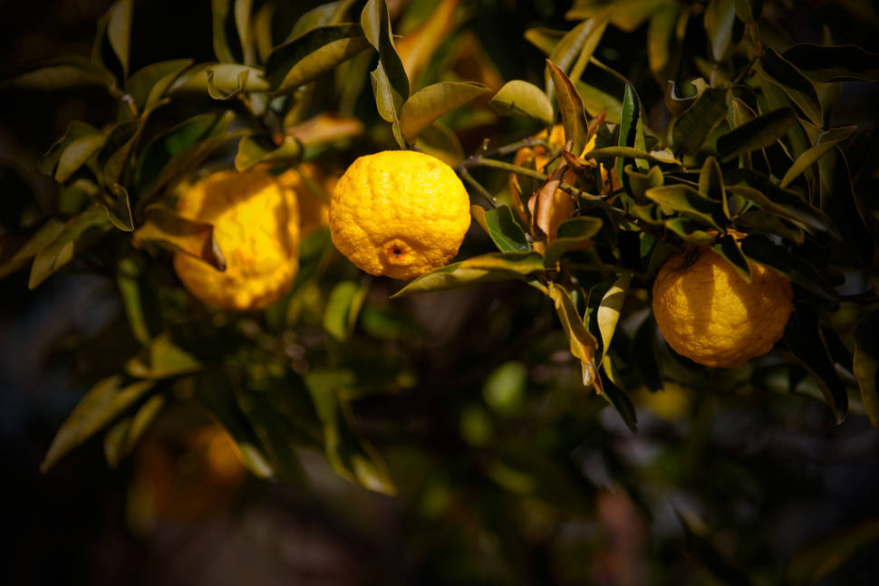 Yuzu in Japan - Best Season