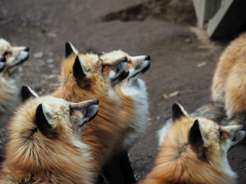 Best time for Zao Fox Village in Japan