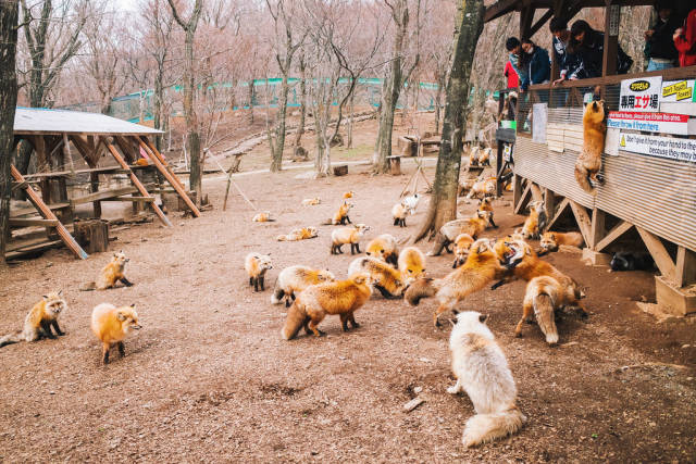 Zao Fox Village in Japan - Best Season