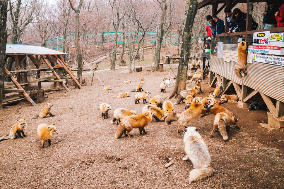 Zao Fox Village in Japan - Best Season