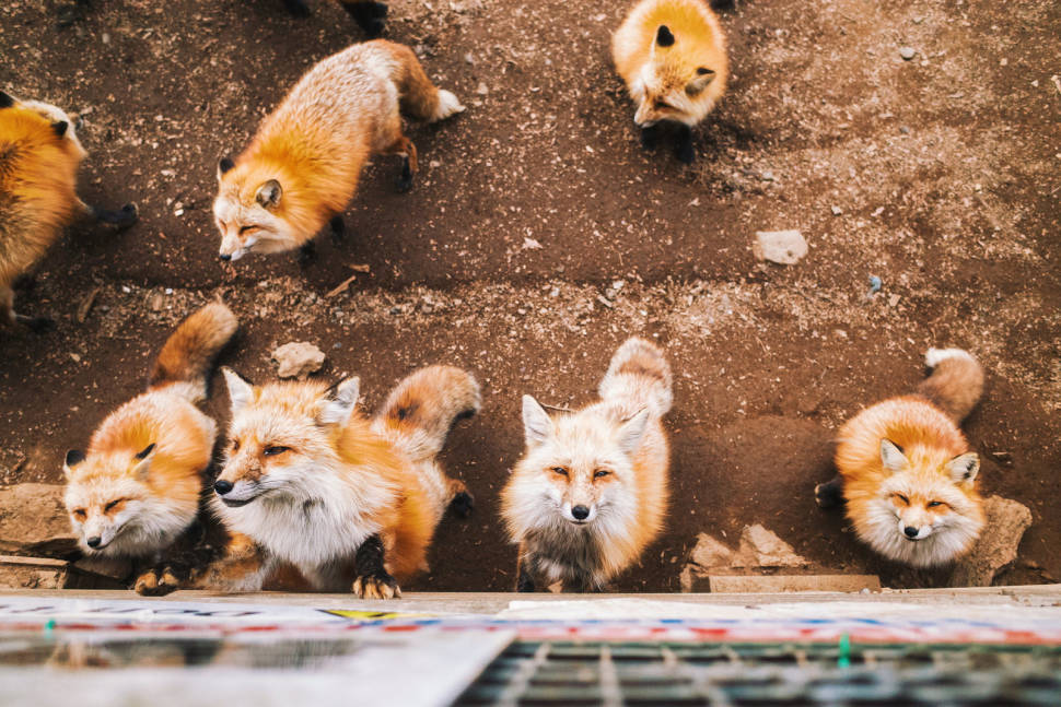 Zao Fox Village in Japan - Best Time
