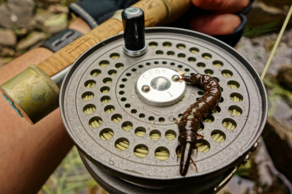 Zazamushi in Japan - Best Time