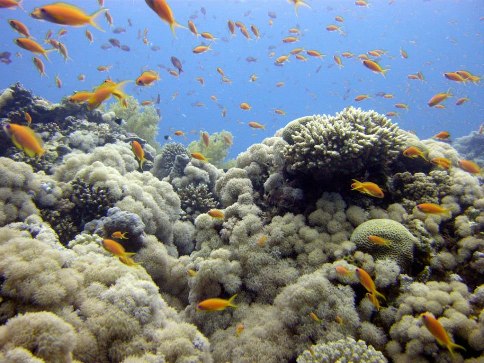 Best time for Aqaba Diving in Jordan