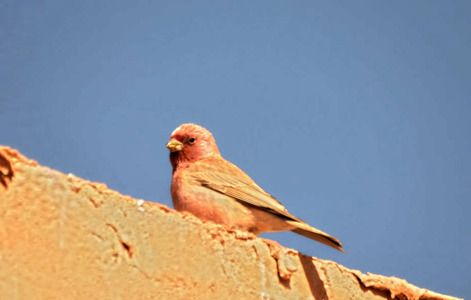 Sinai Rosefinch Finch