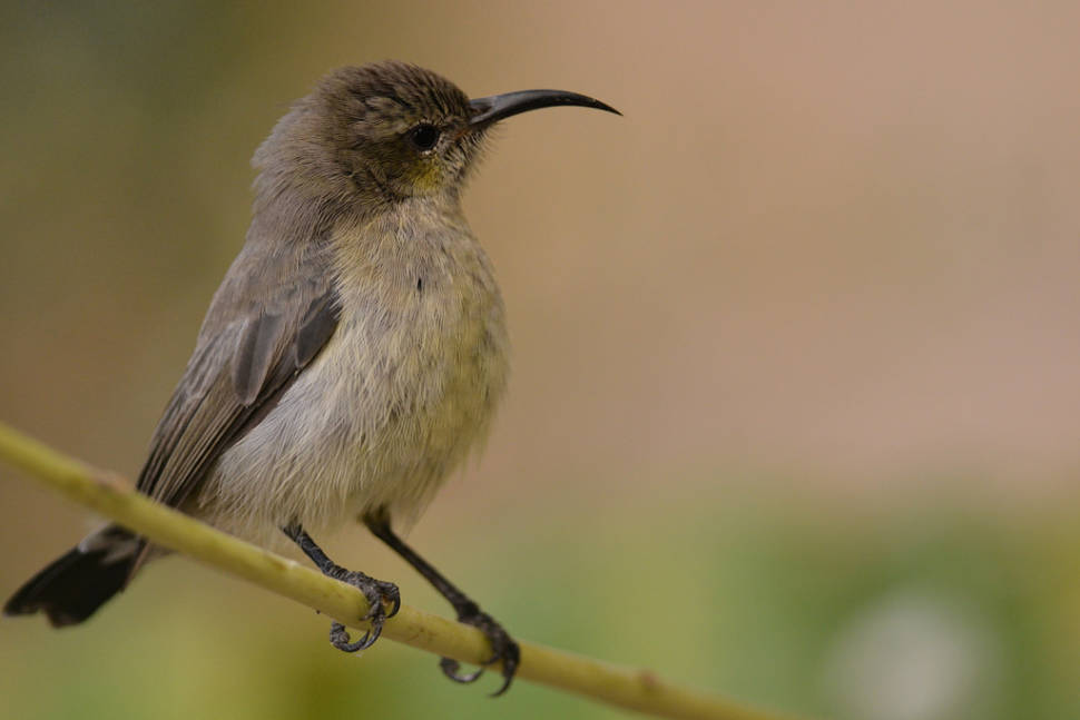 Palestine Sunbird