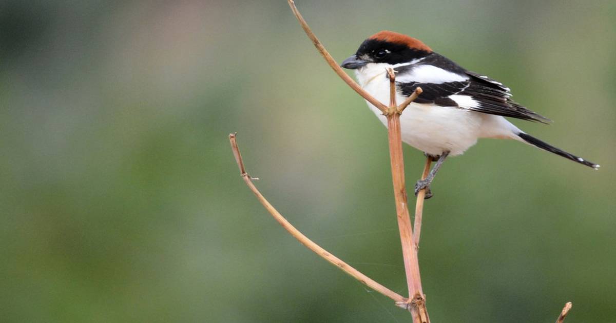 Birdwatching in Jordan - Best Time