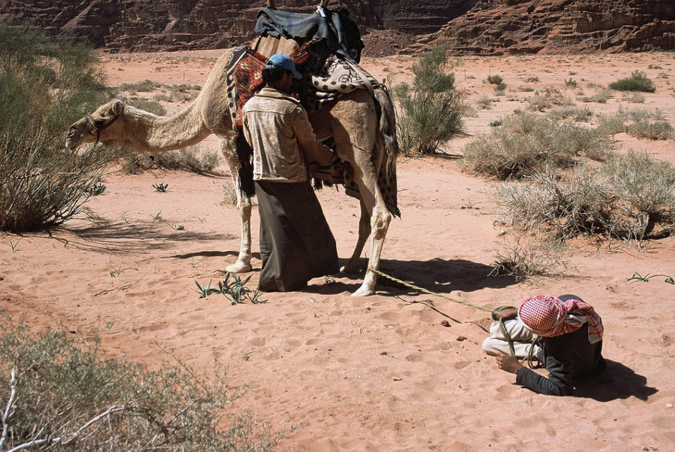 Camel Milk in Jordan - Best Season