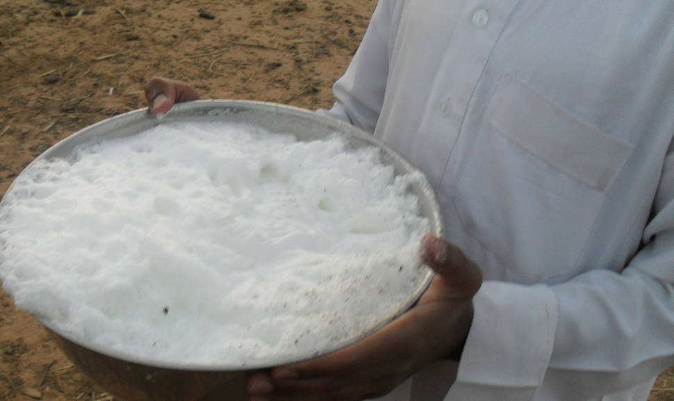 Camel Milk in Jordan - Best Time